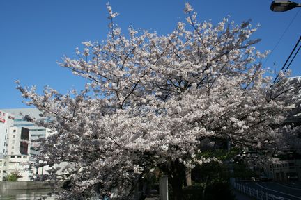 {쉈̃TN炢ĂI(2006.04.03Be)